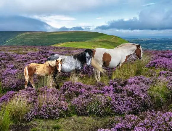 Ravensburger: Wild Horses in the Heather, 2000pc Jigsaw Puzzle
