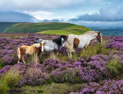 Ravensburger: Wild Horses in the Heather, 2000pc Jigsaw Puzzle